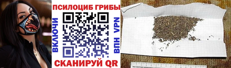 где купить Щучье площадка какой сайт Галлюциногенные грибы Cubensis